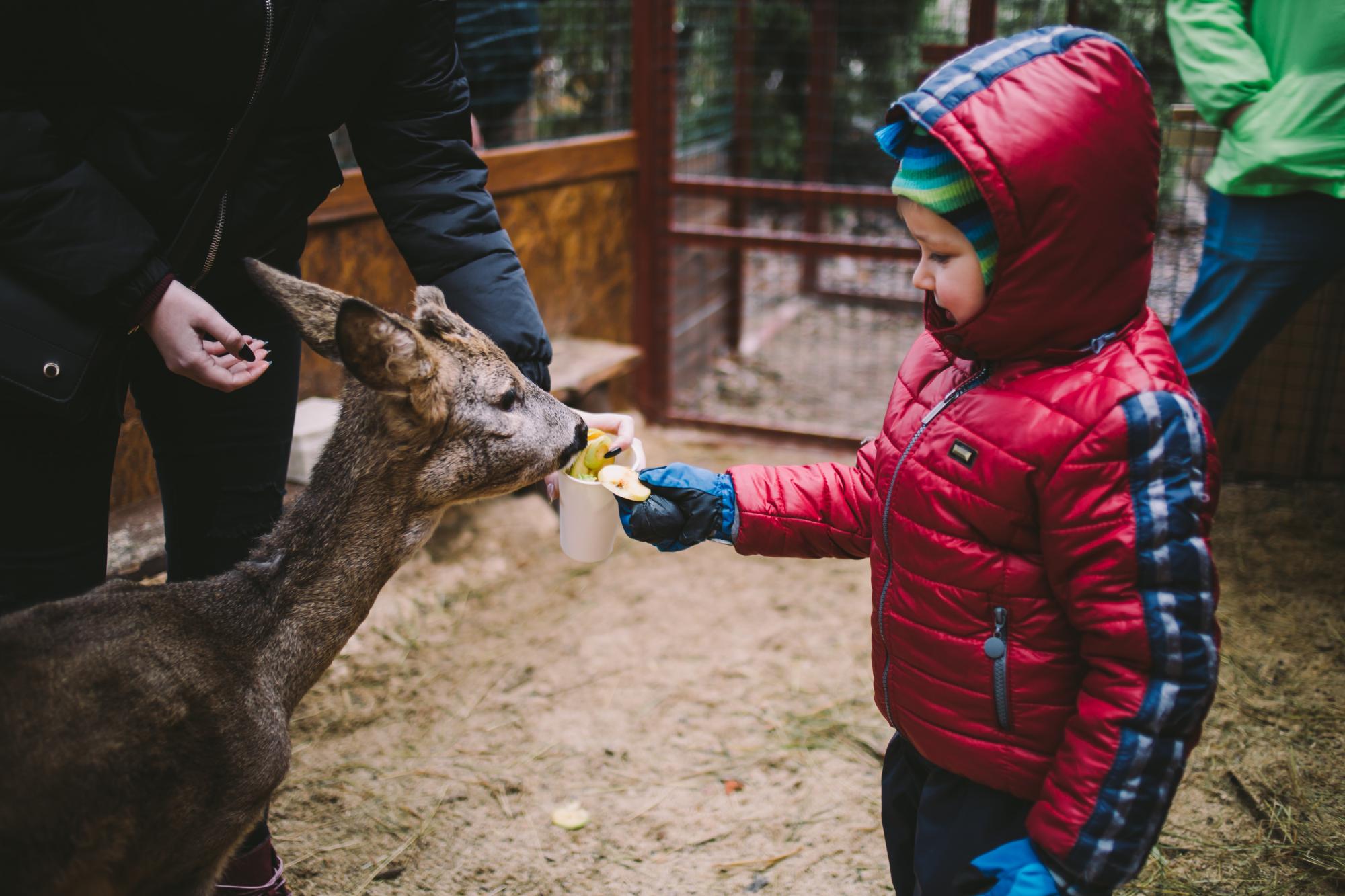 &quot;Зимова країна&quot; на ВДНГ: мегакаток, домик Санты и другие развлечения для всей семьи